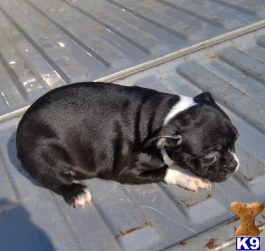 Boston Terrier Puppies for Sale